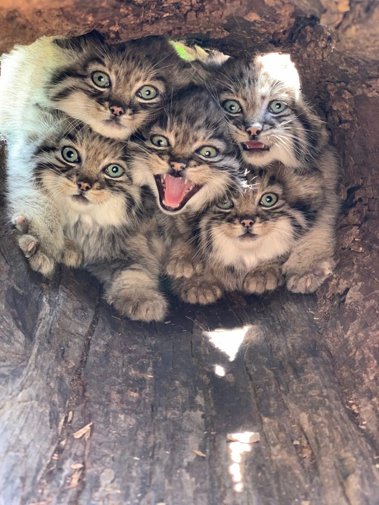 Cats!